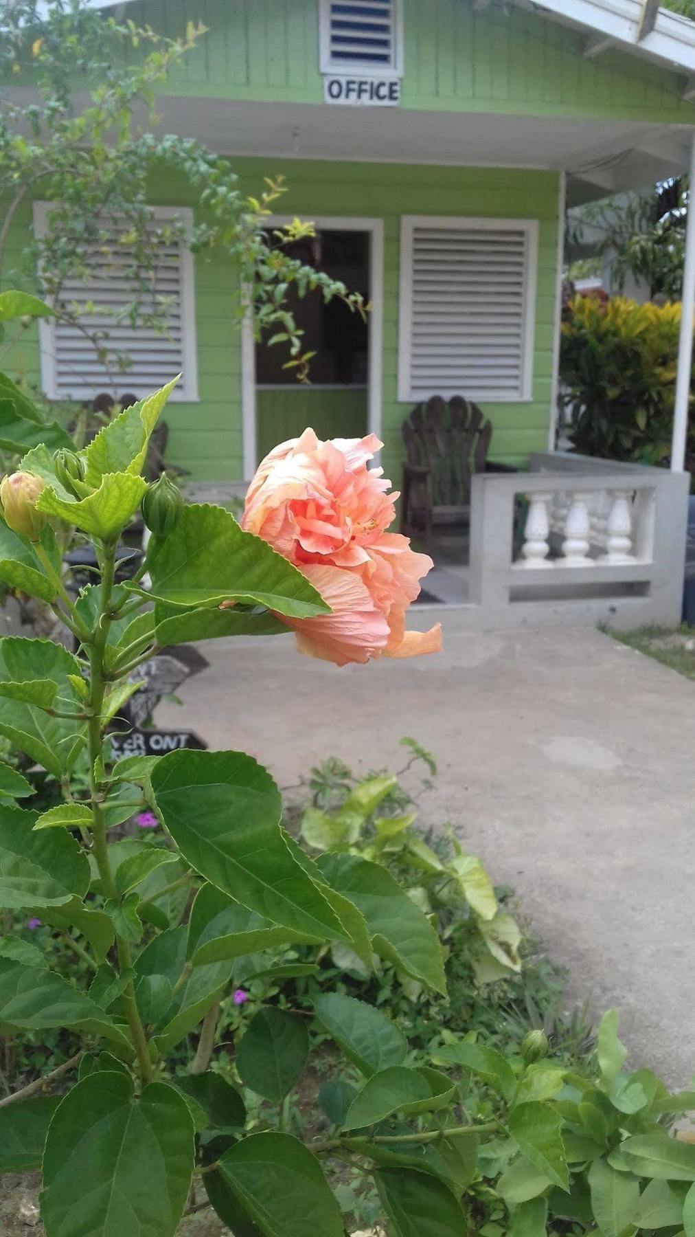 Roots Bamboo Beach Resort 内格里尔 外观 照片
